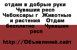 отдам в добрые руки - Чувашия респ., Чебоксары г. Животные и растения » Отдам бесплатно   . Чувашия респ.